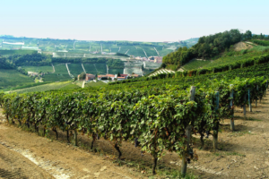 aricolo 5 luglio_